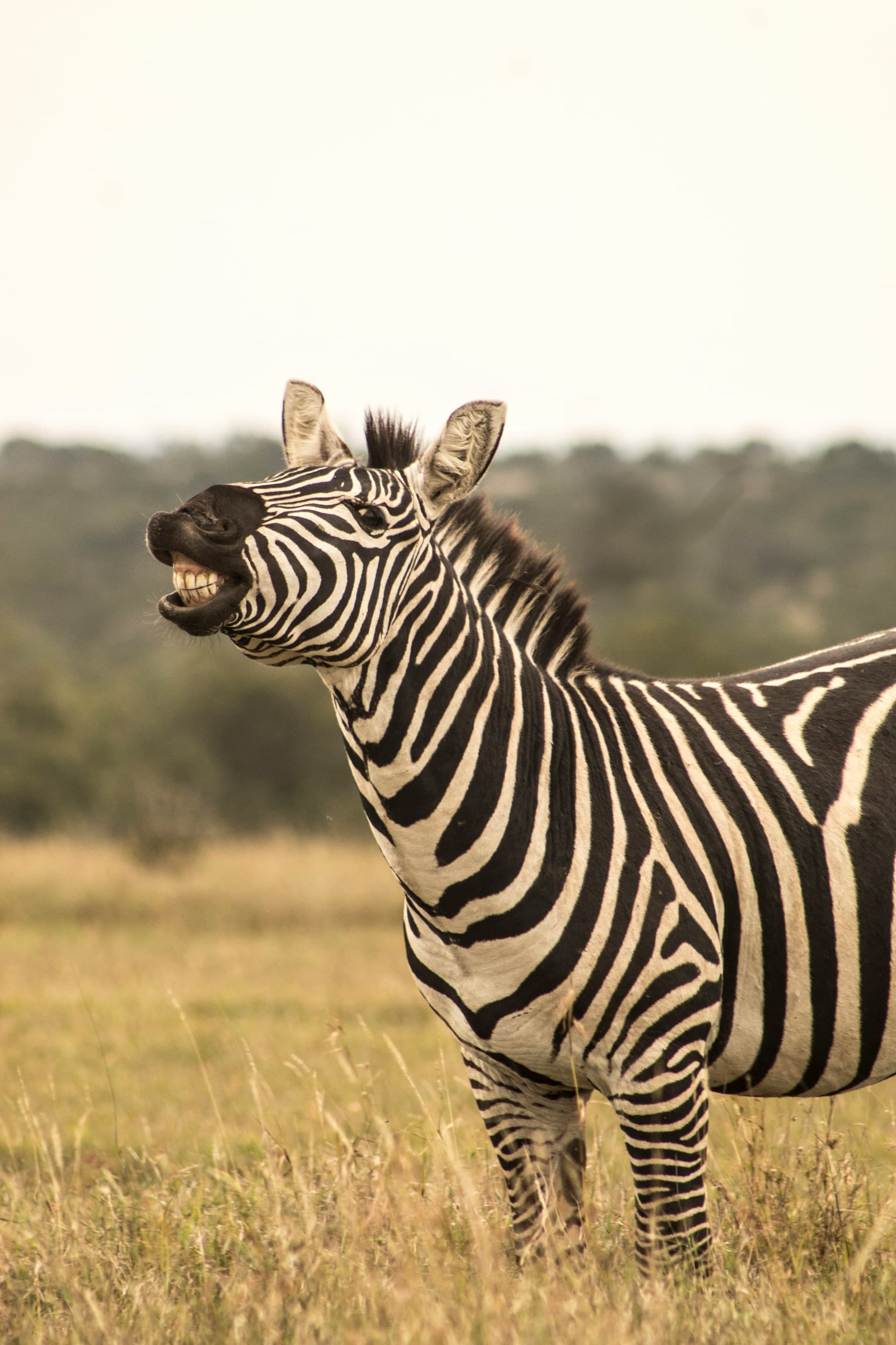 Kenya Into The Wild