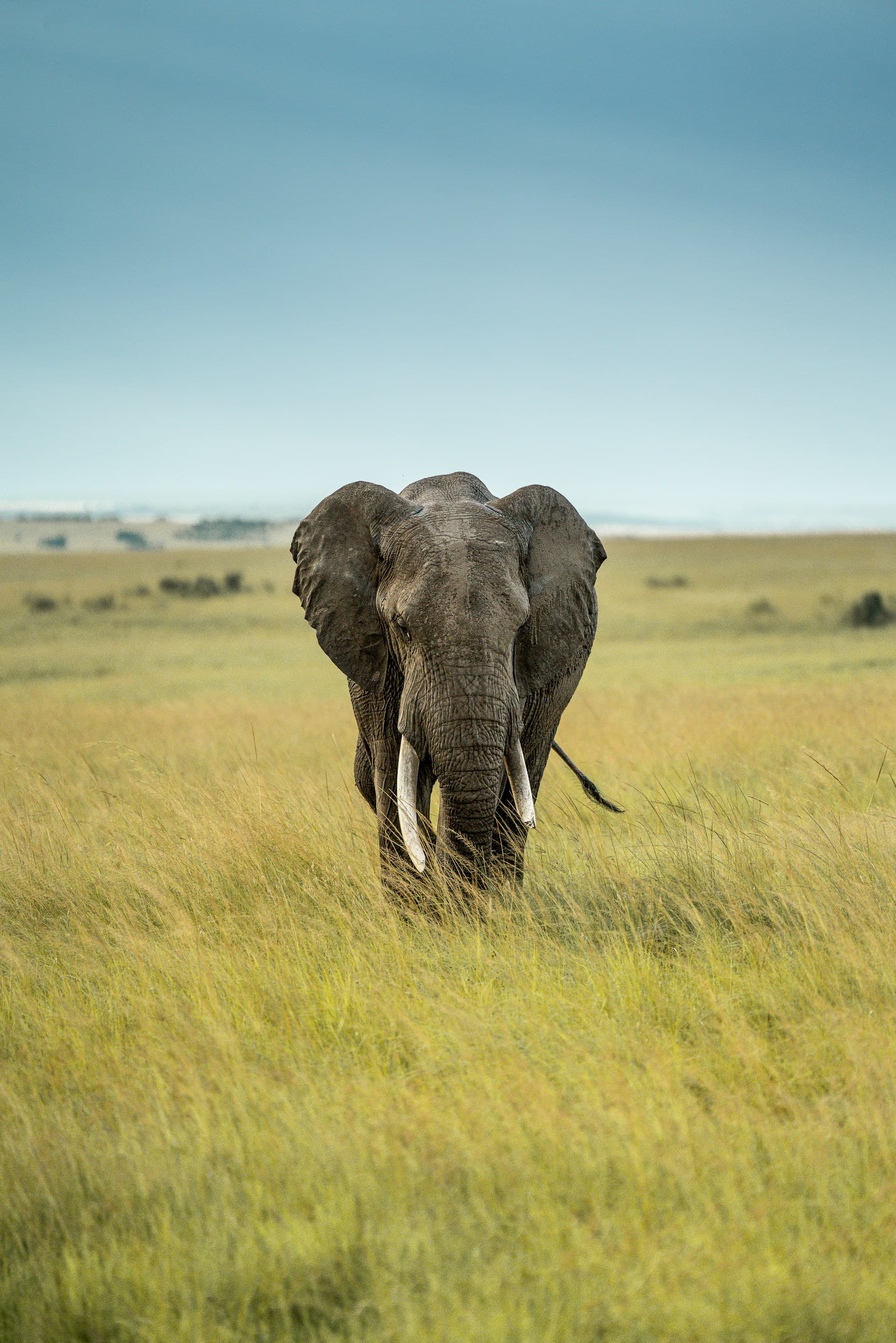 Kenya Wildlife & Nature Escape
